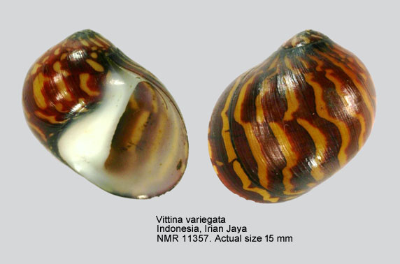 Vittina variegata.jpg - Vittina variegata (Lesson,1831) 